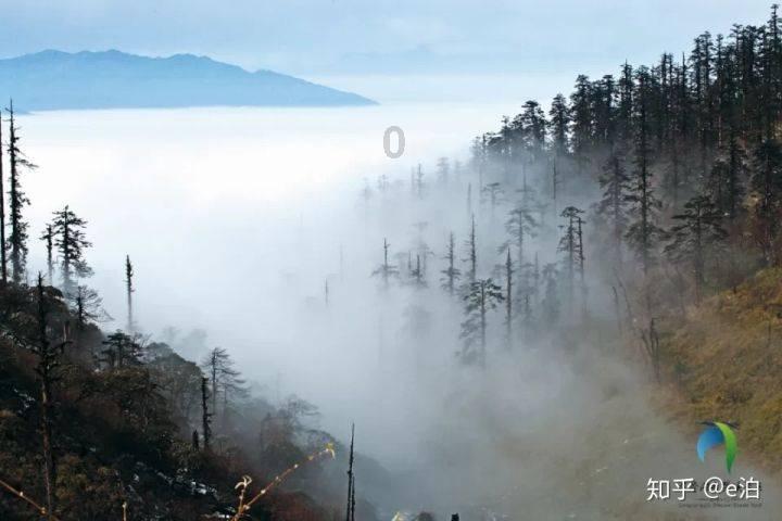 飞天小猪仔
