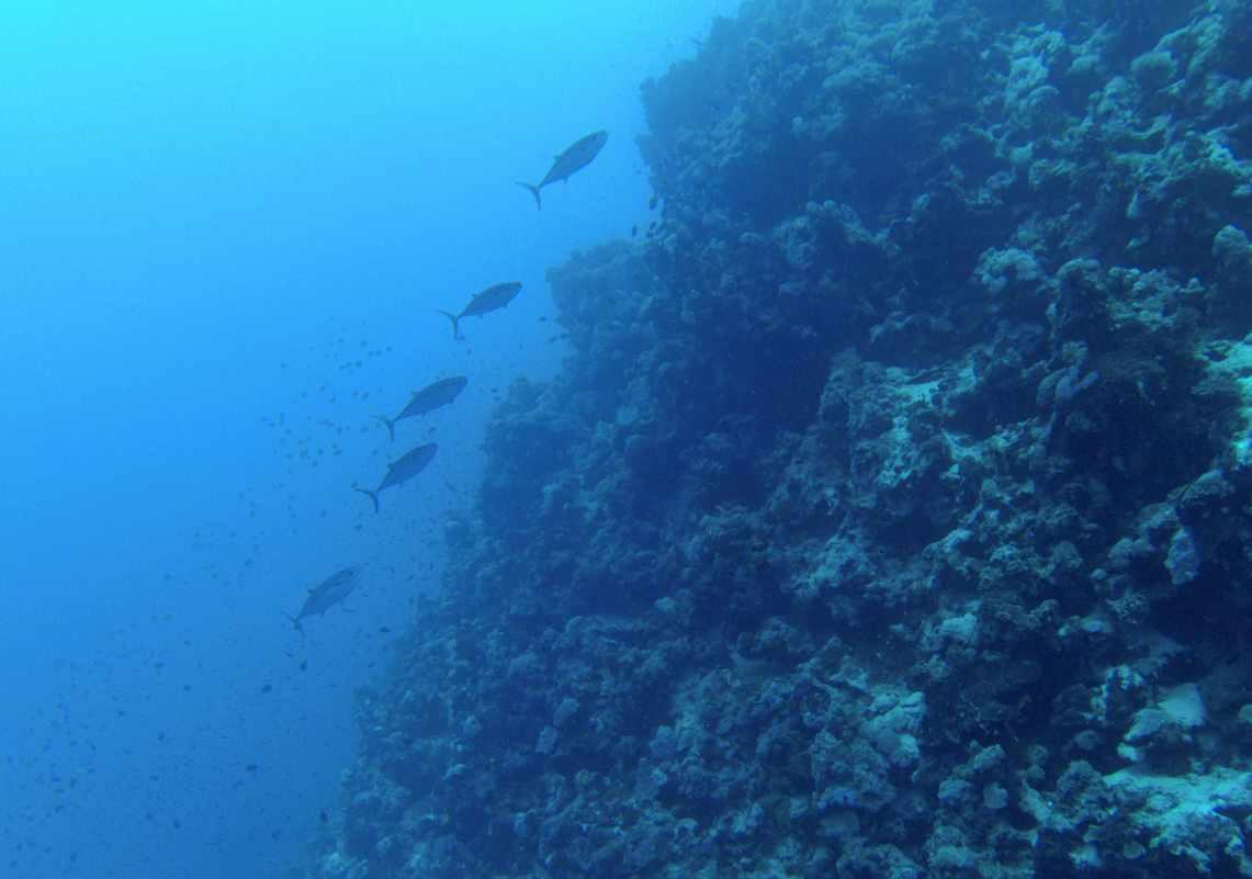 浪漫衣裙